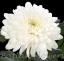 Zembela (Chrysanthemum) ծաղիկների | ծաղկեպսակների առաքում Երևան