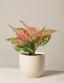 Aglaonema | ծաղիկների առաքում Երևանում