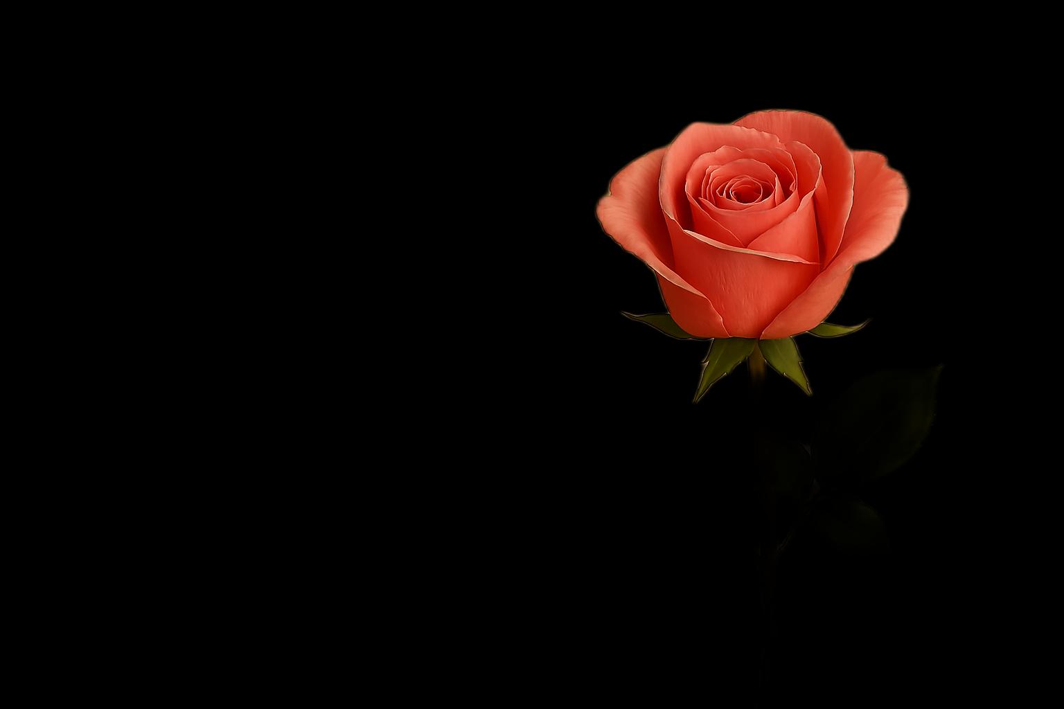 Հատով ծաղիկների | ծաղկեպսակների առաքում Երևան