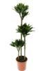 Dracaena compacta | ծաղիկների առաքում Երևանում