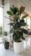 Ficus ծաղիկների | ծաղկեպսակների առաքում Երևան