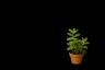 Outdoor plants | Ծաղկեպսակների առաքում Երևան