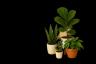 Room plants | Ծաղկեպսակների առաքում Երևան