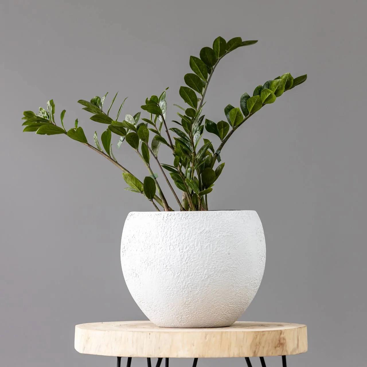 Zamioculcas | ծաղիկների առաքում Երևանում