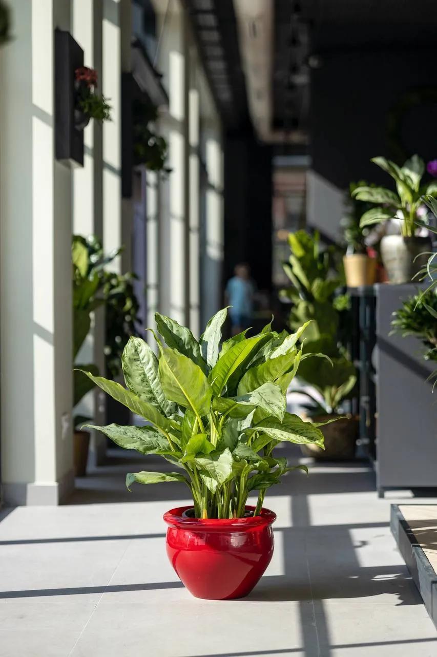 Spathiphyllum Martina | ծաղիկների առաքում Երևանում