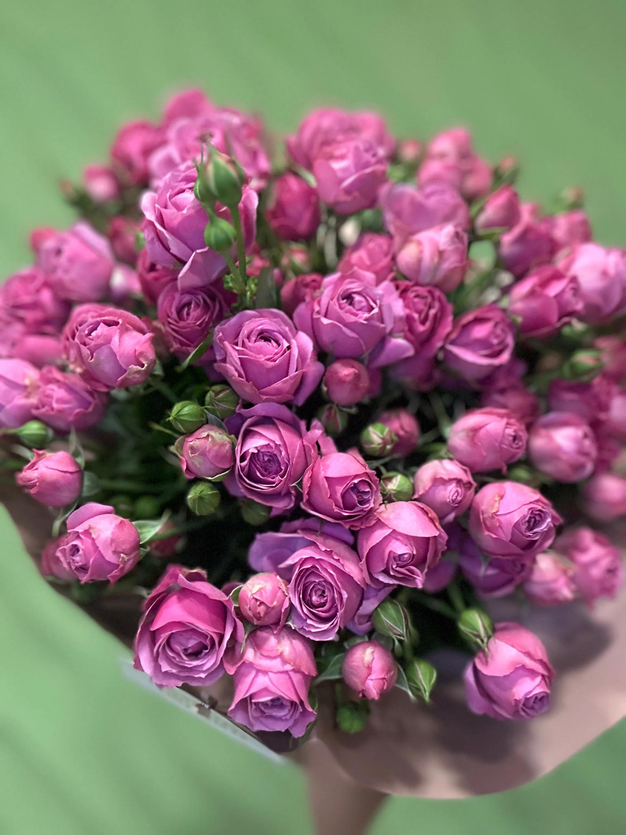 Peony-like rose | ծաղիկներ, ծաղկեպսակներ, բույսեր Երևան