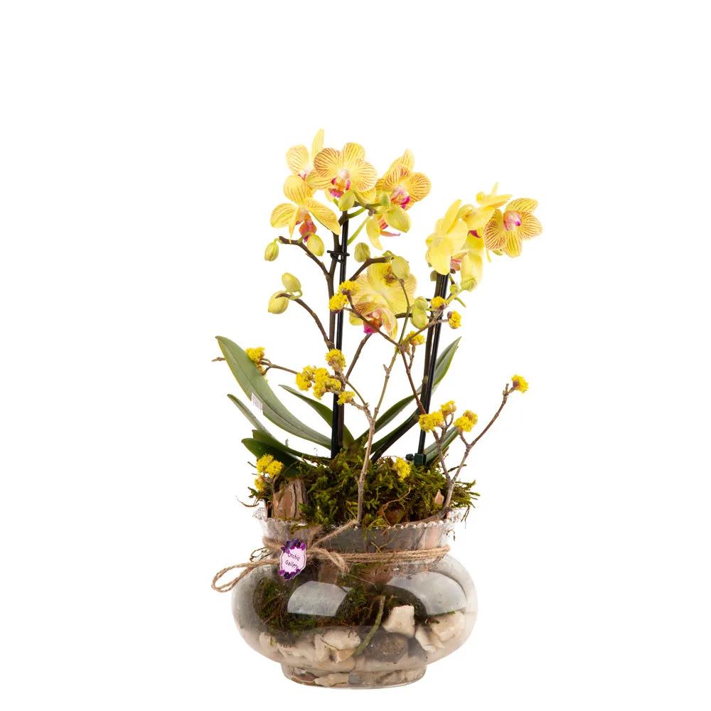 Composition with orchids (Multi) | ծաղիկներ, ծաղկեպսակներ, բույսեր - առաքում Երևան