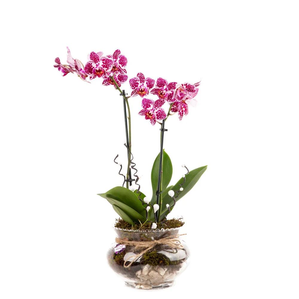 Composition with orchids (Multi) | ծաղիկներ, ծաղկեպսակներ, բույսեր - առաքում Երևան