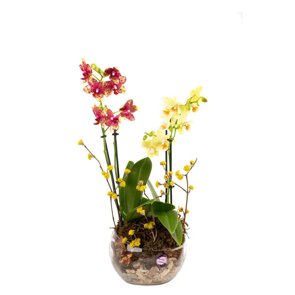Composition with orchids (Multi) | ծաղիկներ, ծաղկեպսակներ, բույսեր Երևան