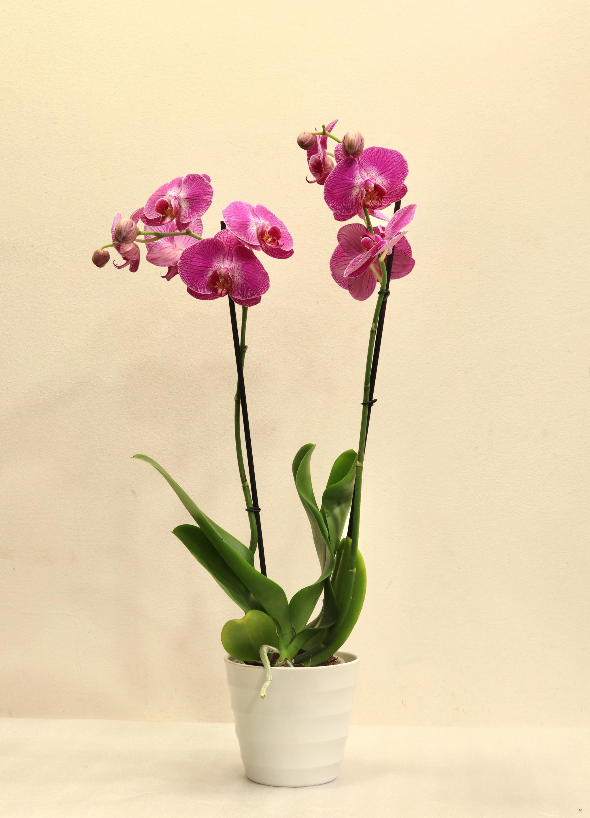 Orchid | ծաղիկներ, ծաղկեպսակներ, բույսեր Երևան
