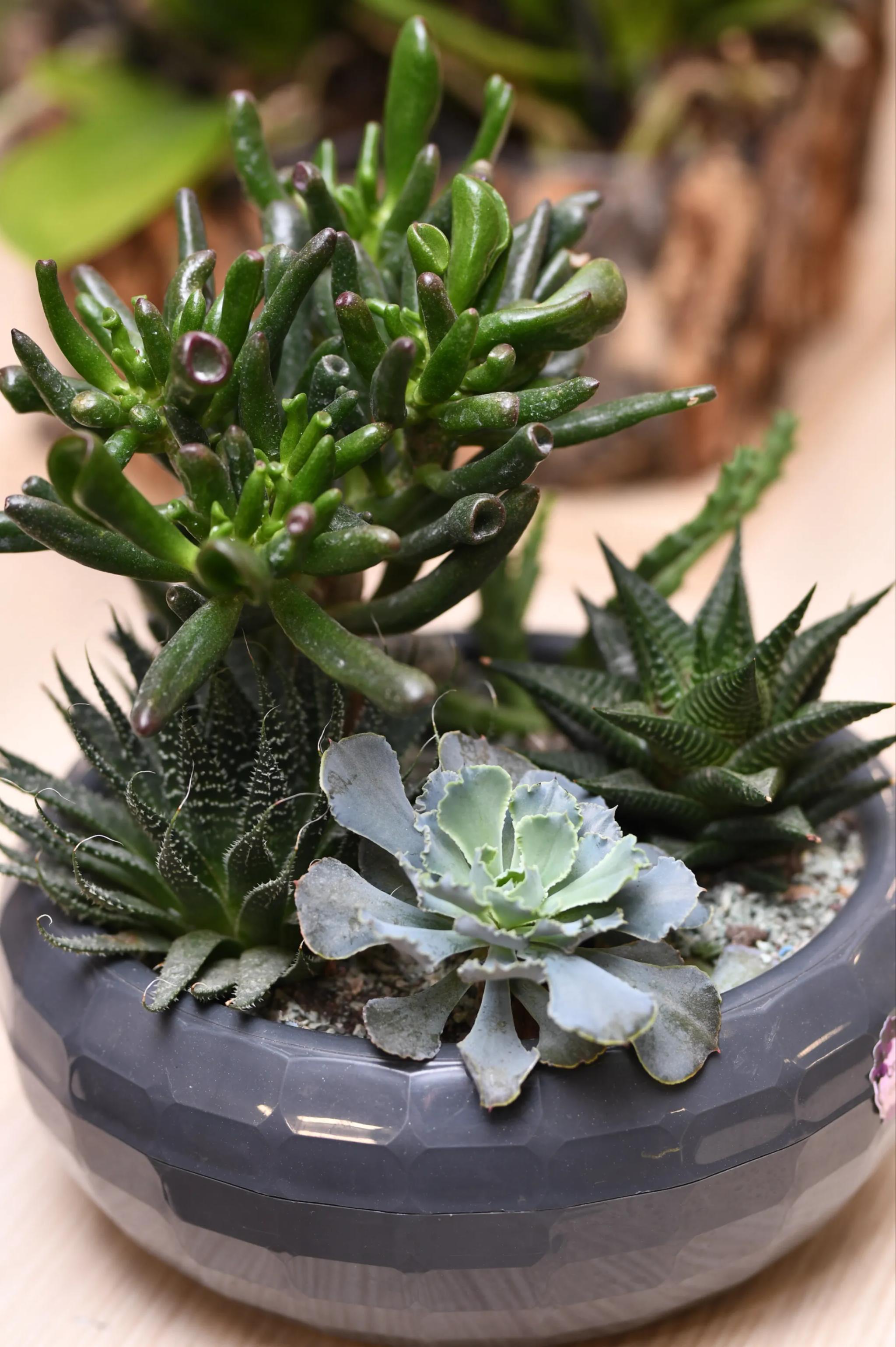 Succulent composition | ծաղիկներ, ծաղկեպսակներ, բույսեր Երևան