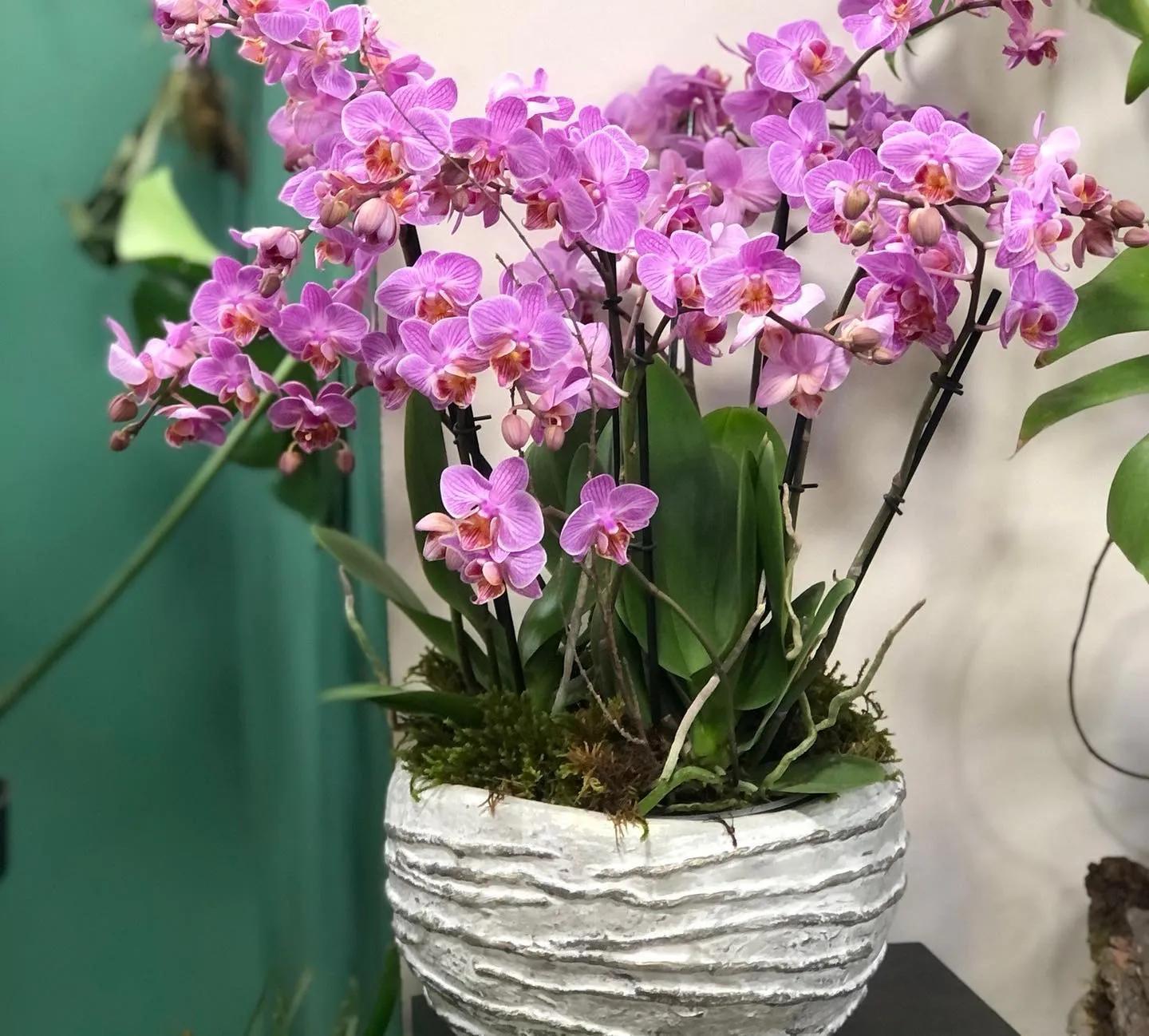 Composition with orchids | ծաղիկներ, ծաղկեպսակներ, բույսեր Երևան