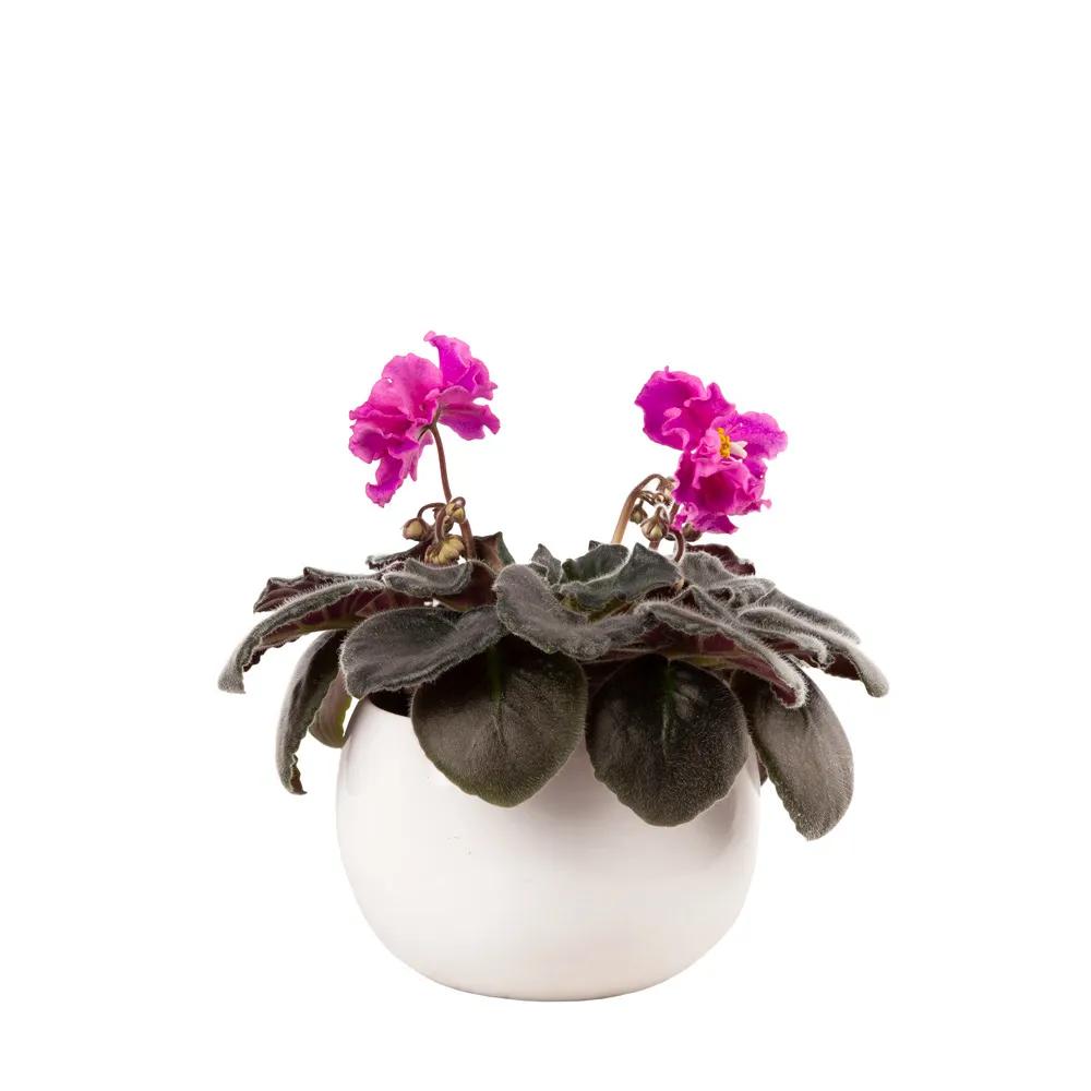 Violet | ծաղիկներ, ծաղկեպսակներ, բույսեր - առաքում Երևան